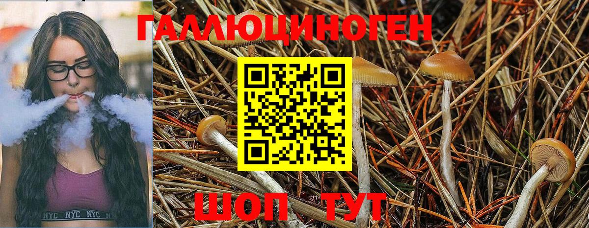 где продают   Вход с VPN  Берёзовский  Галлюциногенные грибы Magic Shrooms 